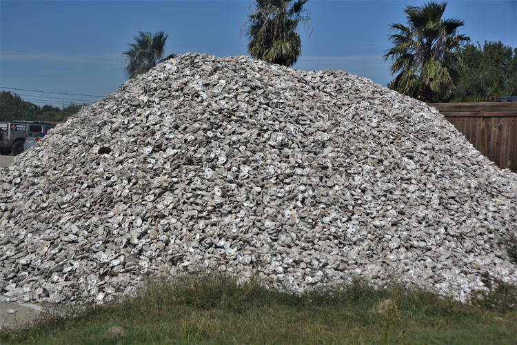 oyster shell pile